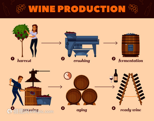 酒廠生產卡通流程圖葡萄收獲酒瓶架信息圖元素成海報矢量插圖葡萄酒生產工藝卡通流程圖
